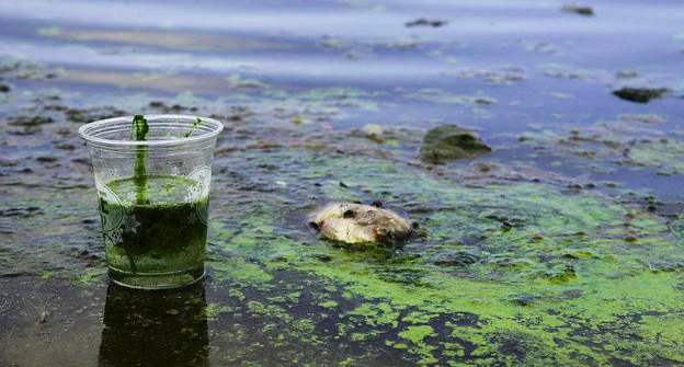 分享一下生活污水是怎么處理的(生活污水的治理方法和建議) 分享一下生活污水是怎么處理的(生活污水的治理方法和建議)
